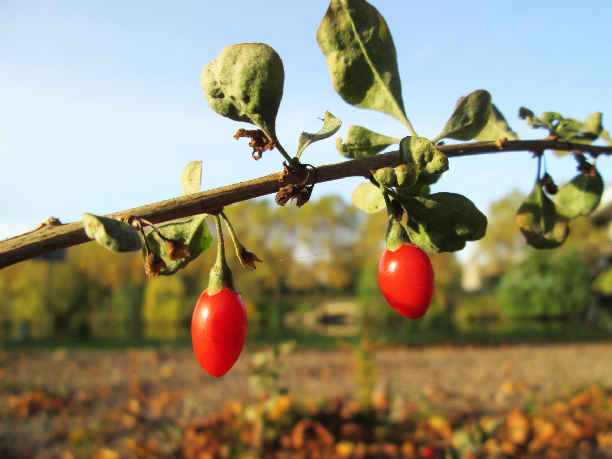 Chinese Matrimony Vine -- fruit