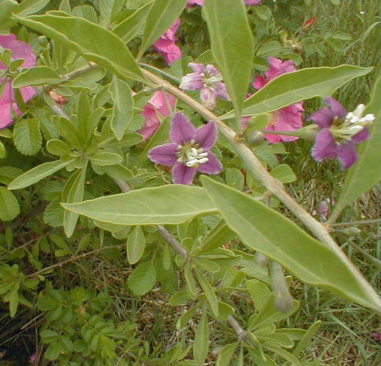 Chinese Matrimony Vine