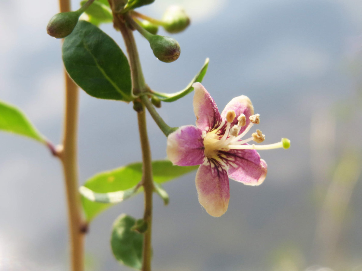 Chinese Matrimony Vine -- flower