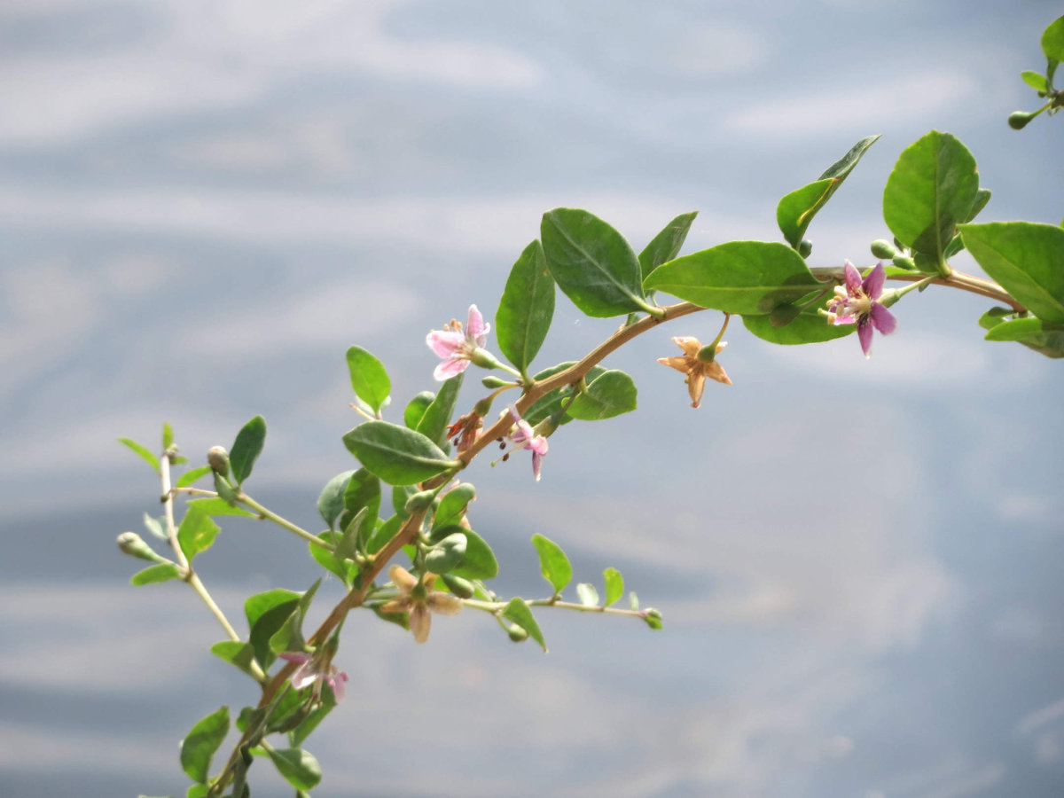 Chinese Matrimony Vine--stalk