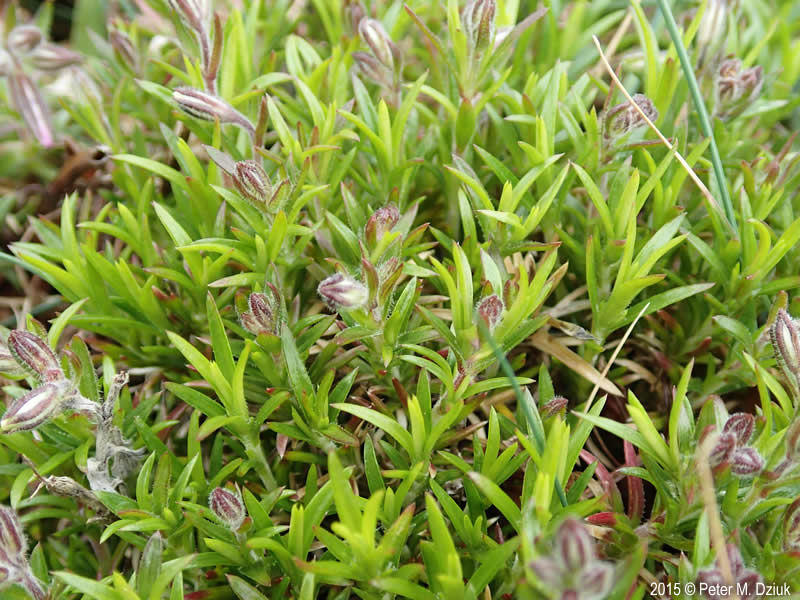 Mountain Phlox --buds