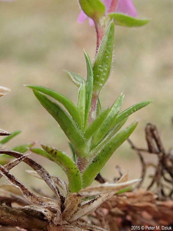 Mountain Phlox--leaves