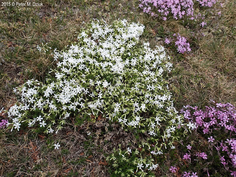 Mountain Phlox