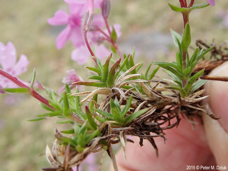 Mountain Phlox leaves and flower stalks