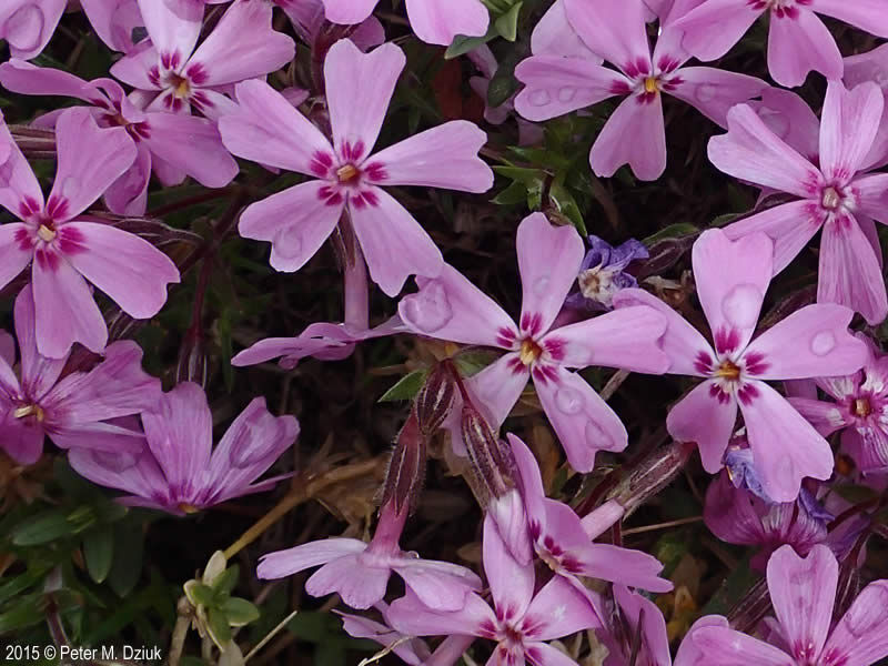 Mountain Phlox -- flowers