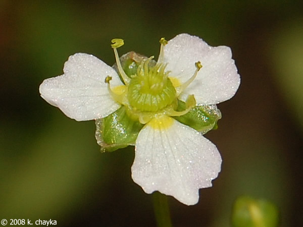 Northern water plantain -- close up of flower