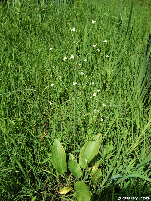 Northern water plantain