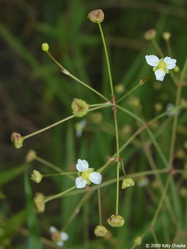 Northern water plantain -- fruit