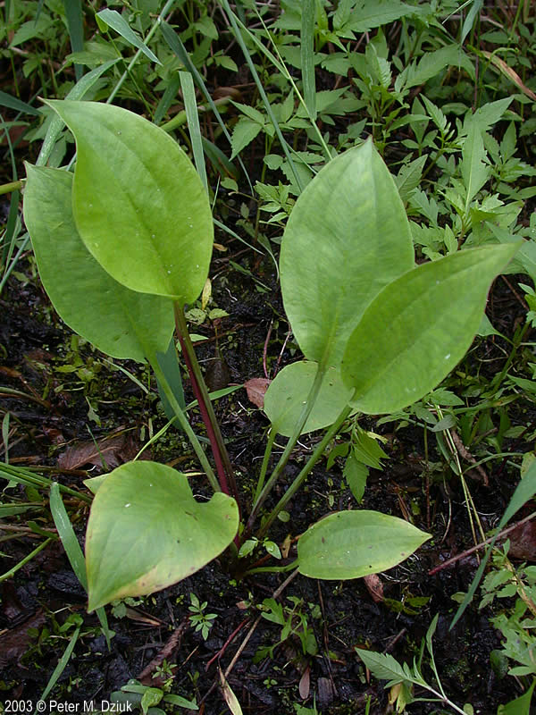 Northern water plantain-- leaves