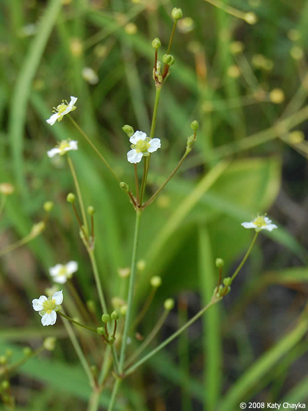 Northern water plantain-- peduncle