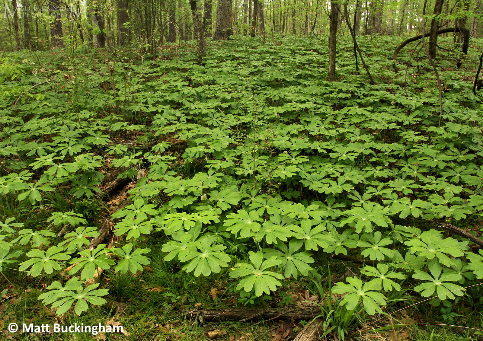 May-apple--wholeplant