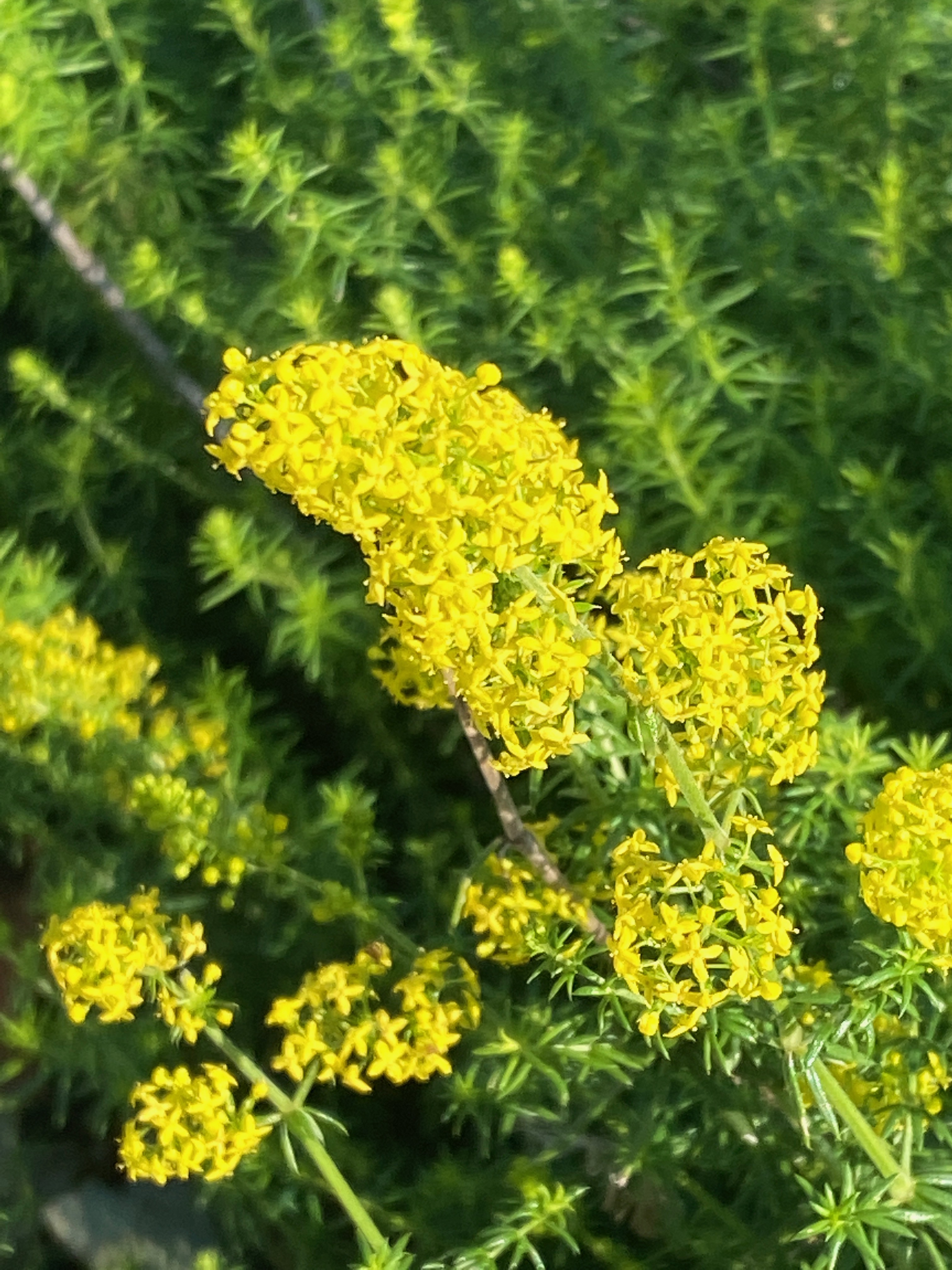 hairy crabweed--flower