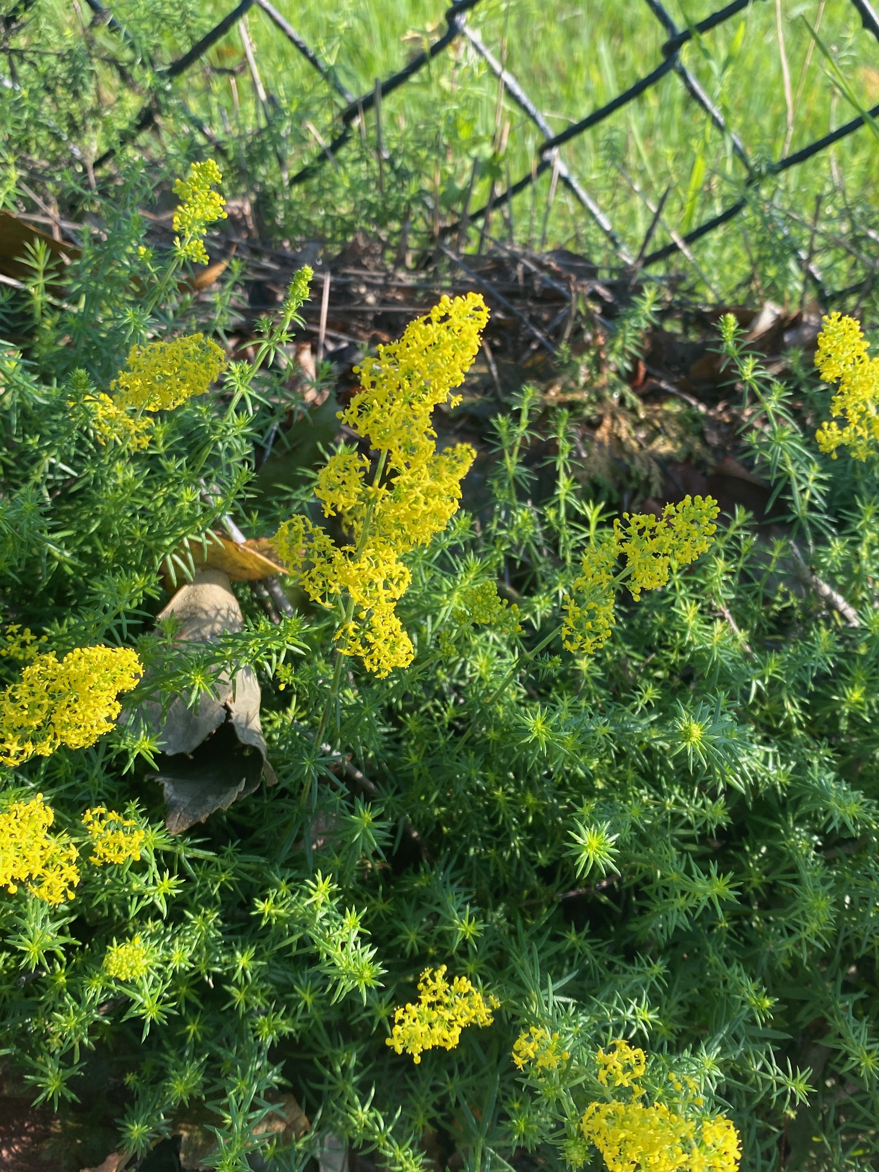 hairy crabweek -- whole plant