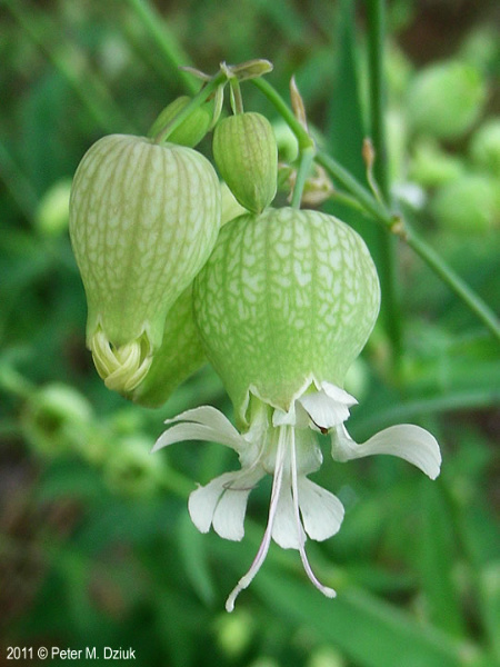 Bladder Campion-- flower
