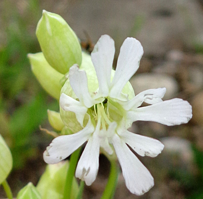 Bladder Campion--closeup of flower