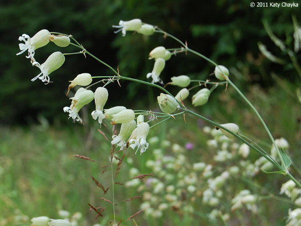 Bladder Campion--flower stalk