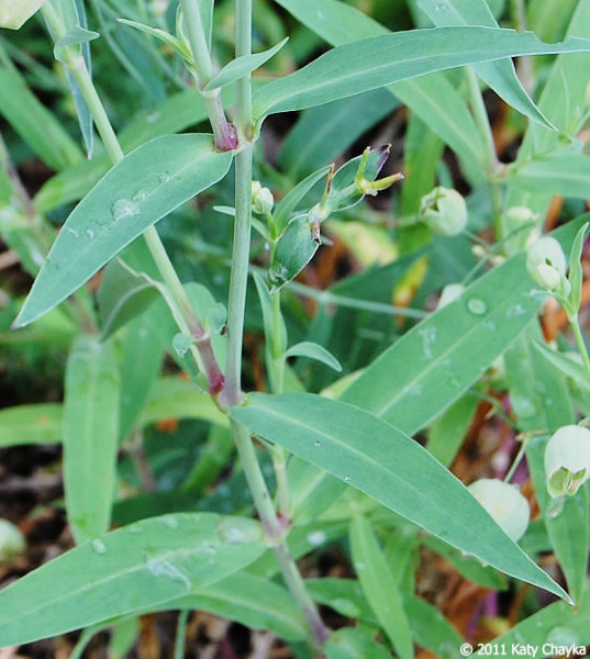 Bladder Campion --leaves