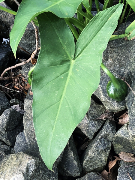 Arrow-arum leaf