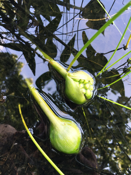 Arrow-arum seed head