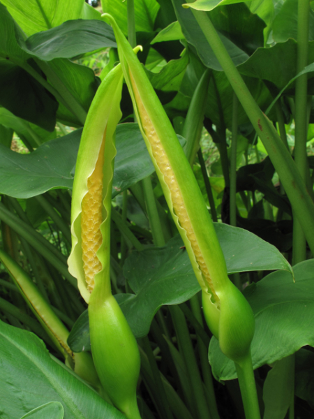 Arrow-arum spathe
