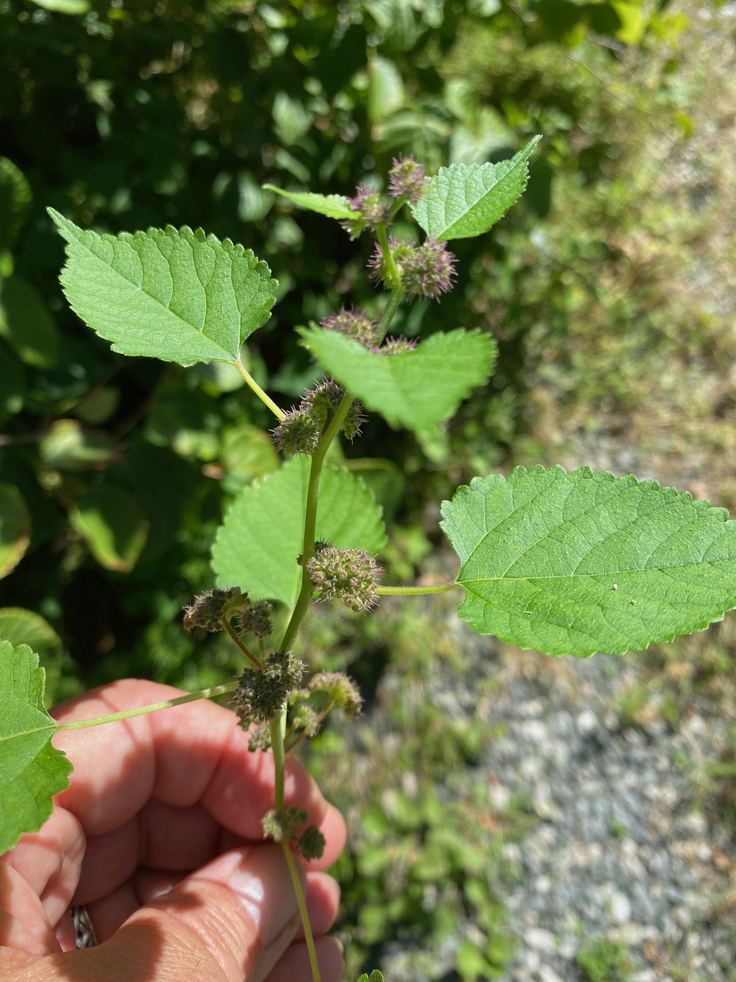 hairy crabweed--wholeplant