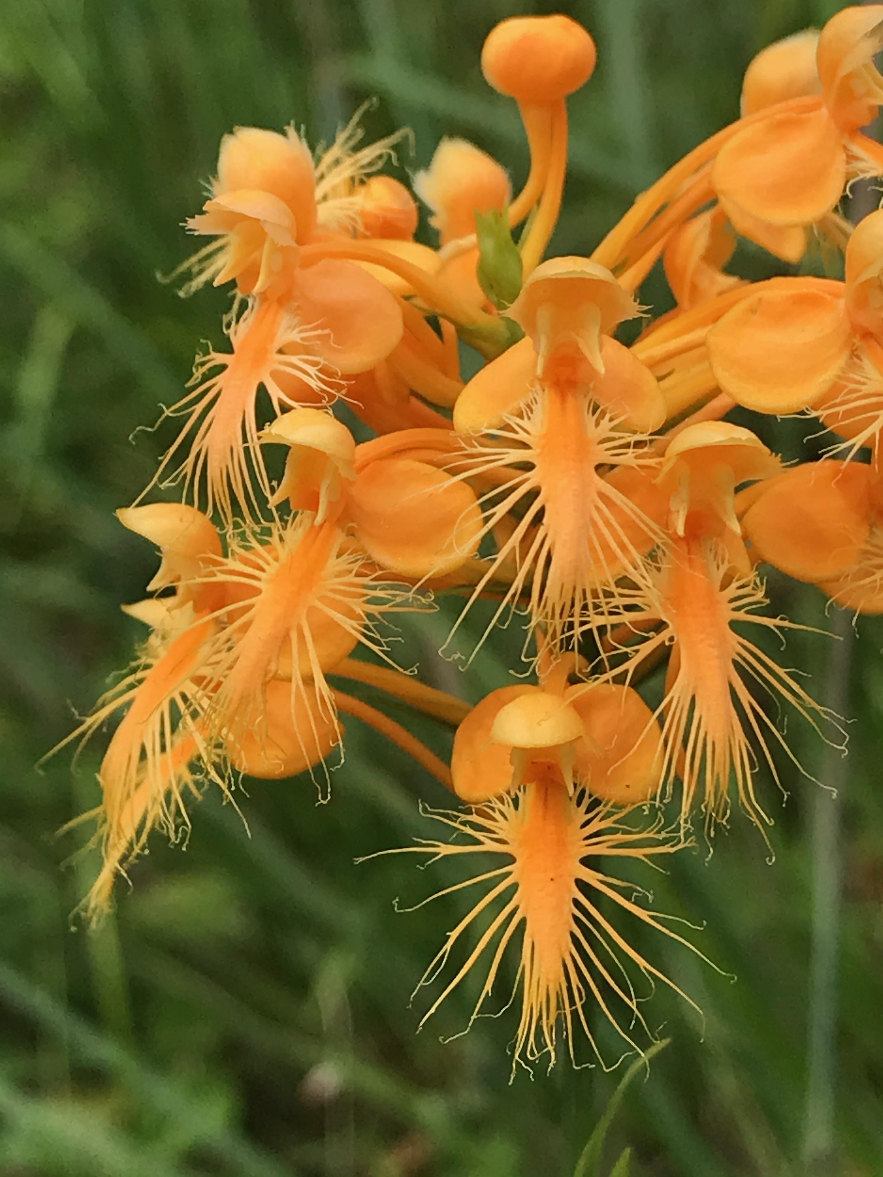 orange fringed bog-orchid--closeup