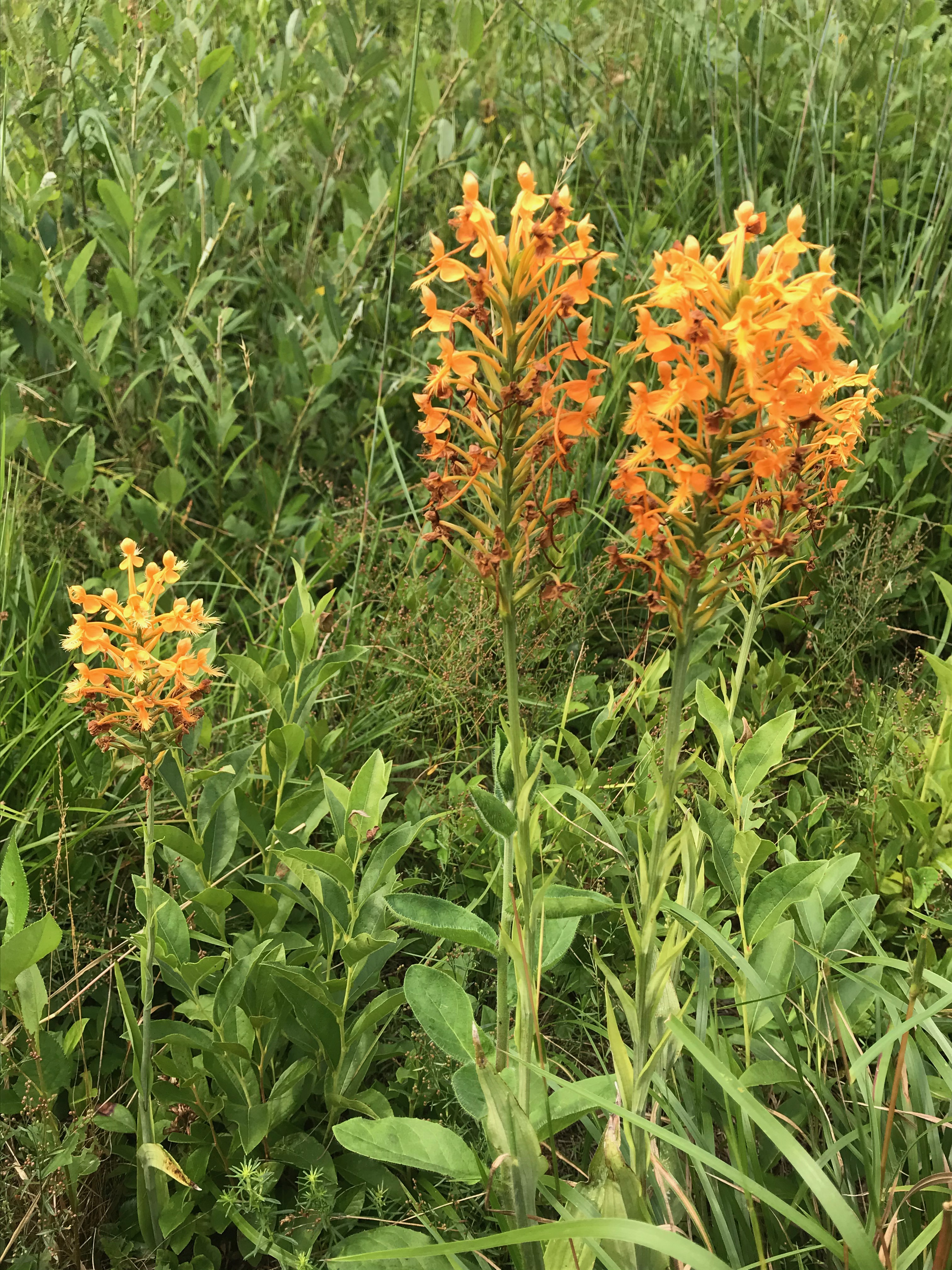 orange fringed bog-orchid--wholeplant