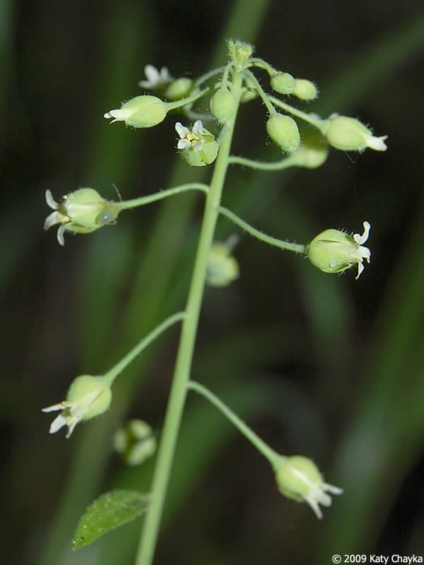 sicklepod--inflorescence