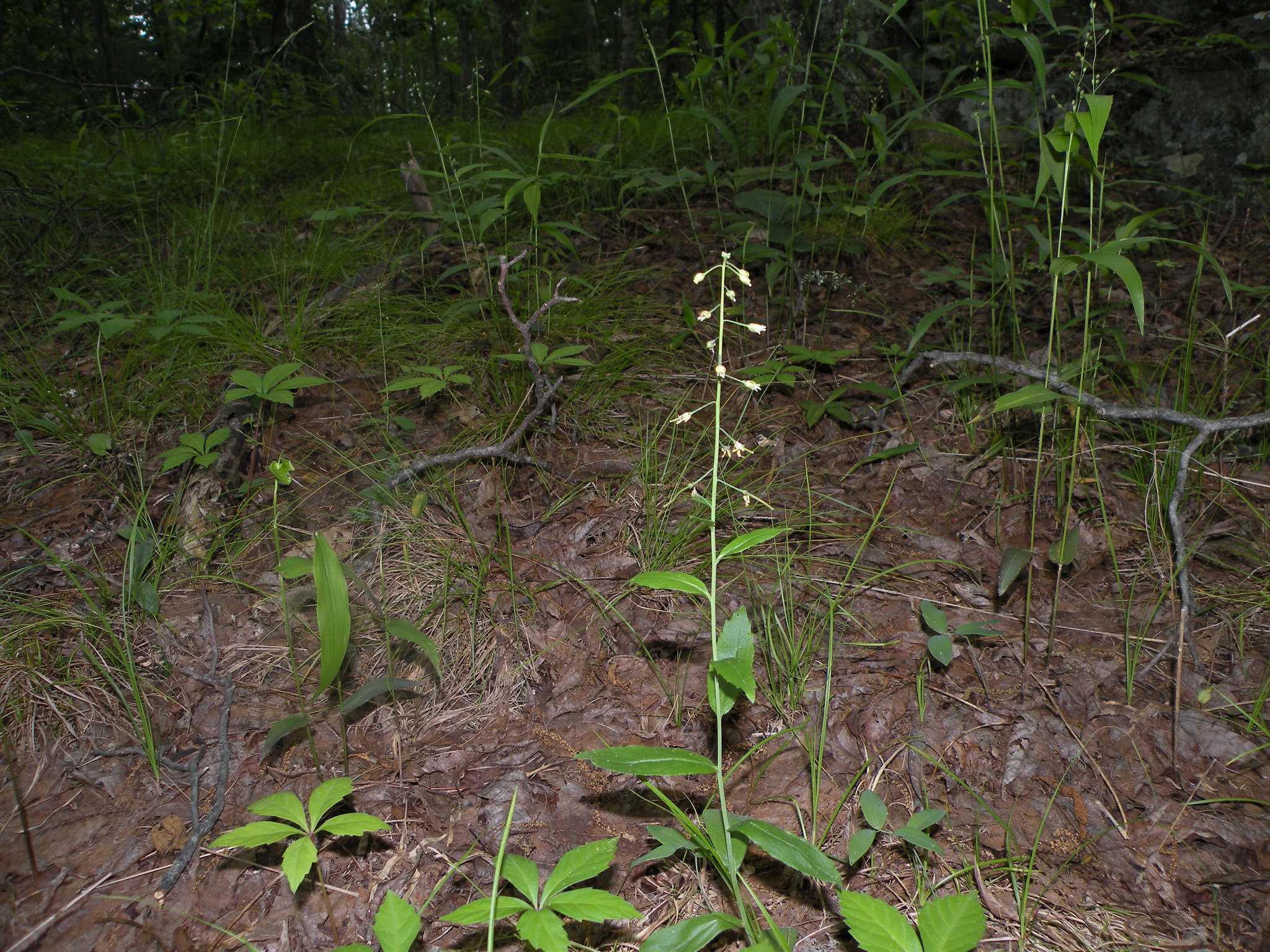 sicklepod--whole plant