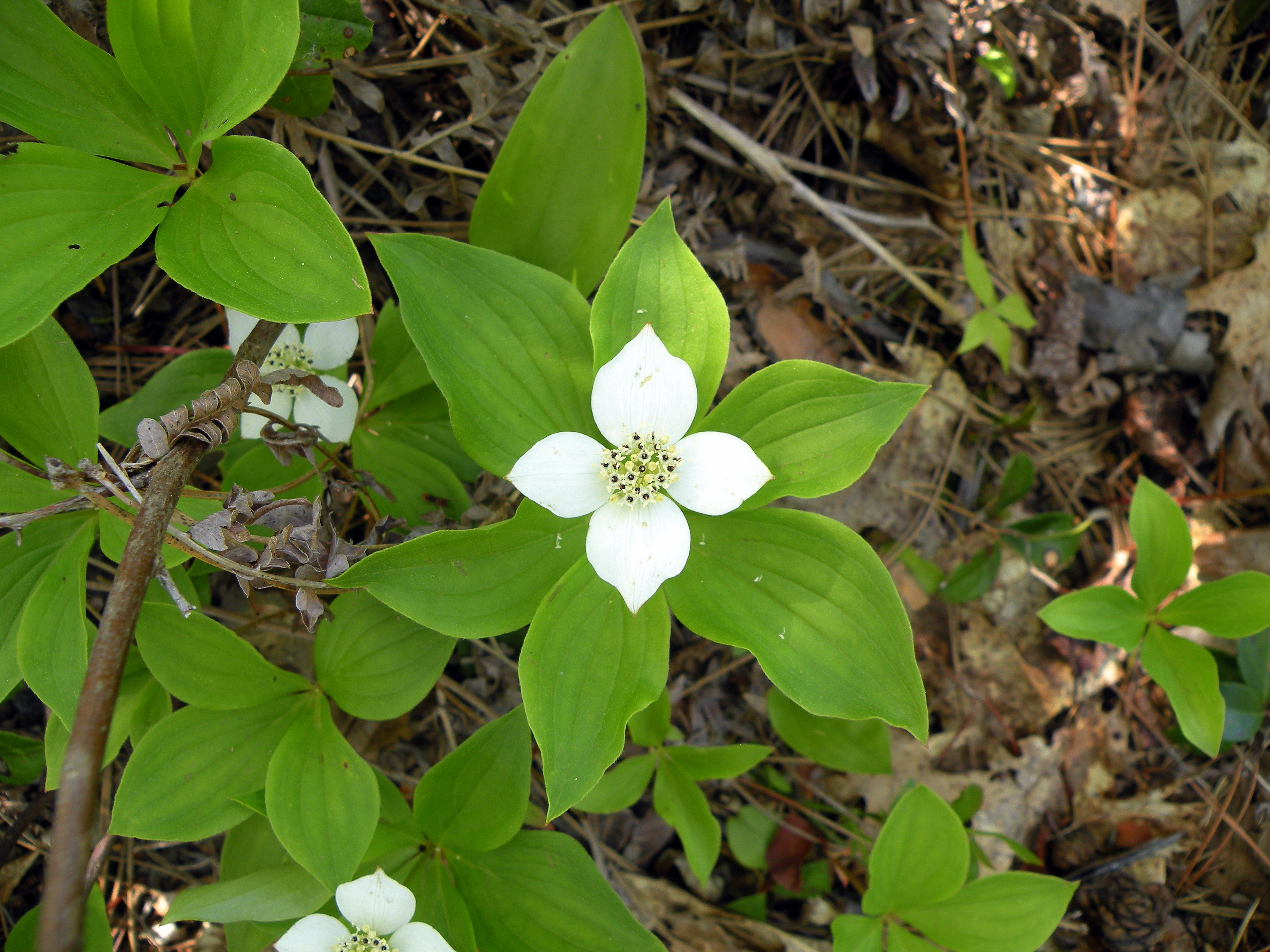 Canada bunchberry--wholeplant
