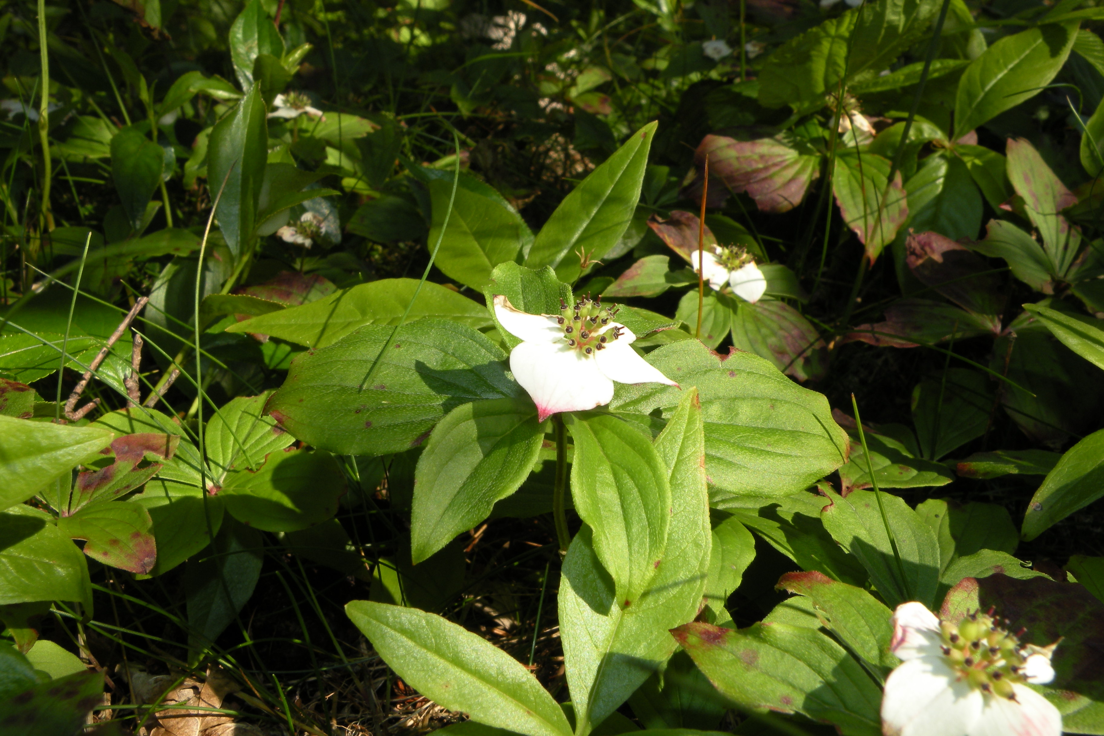 Canada bunchberry--flower