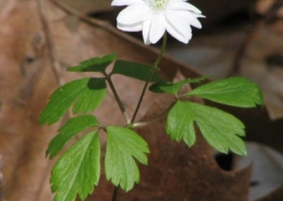 Anemone16Sepals1186Tx