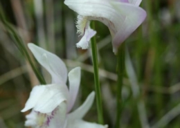 Arethusa-bulbosa-white