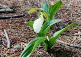 Cypripedium-acaule-white