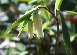 Double_bellwort