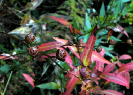 Five-sided-Seedbox-DMcG