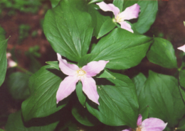 Four-leaved-trillium-Boyer