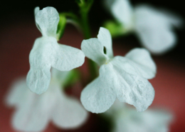 Nuttallanthus-canadensis--17-007