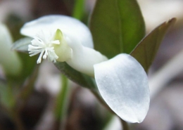 Polygala-paucifolia-white-kb