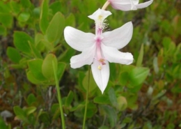 White-Calapogon-DMcG