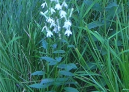 White-Cardinal-Flower-DMcG