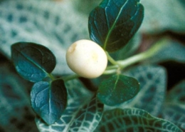 White-partidge-berry-Boyer