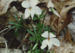 birdsfoot-violet-white-NORM