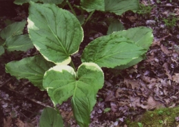 variegated-skunk-cabbage-no
