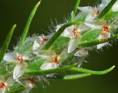 December Mystery Plant flowers