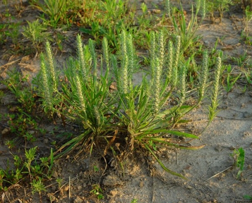 December Mystery Plant whole plant