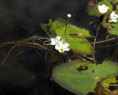 March Mystery Plant: closeup
