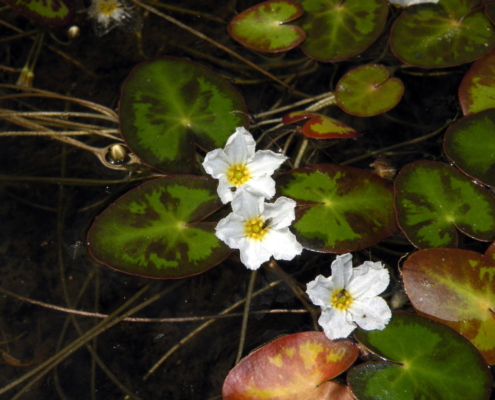 March Mystery Plant: flowers and foliage