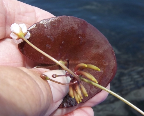 March Mystery Plant: tubers