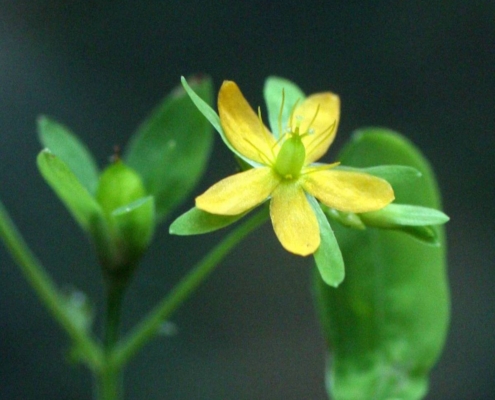 Close up of the April Mystery Plant
